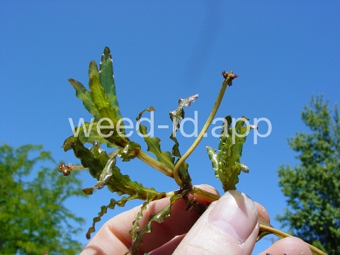 pondweed, curlyleaf